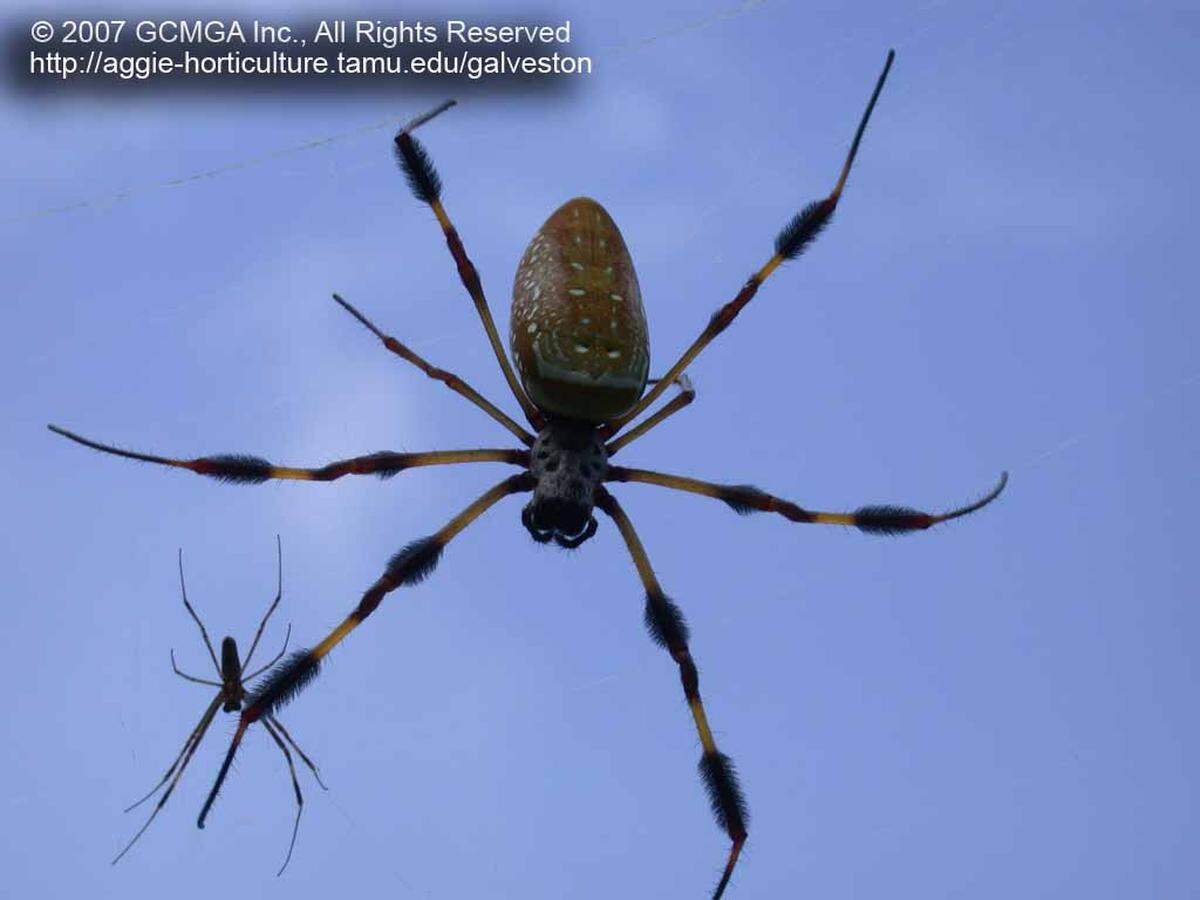 Female Banana Spiders (Nephila clavipes) are one of the largest orb-weavers in this country, rivaled in size only by female Black-and-Yellow Garden Spiders (Argiope aurantia). The male Banana Spider is pictured above in the lower left.
