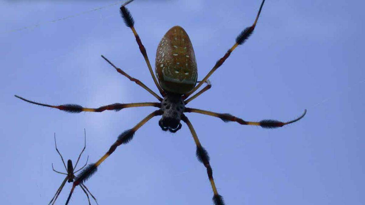 Female Banana Spiders (Nephila clavipes) are one of the largest orb-weavers in this country, rivaled in size only by female Black-and-Yellow Garden Spiders (Argiope aurantia). The male Banana Spider is pictured above in the lower left.