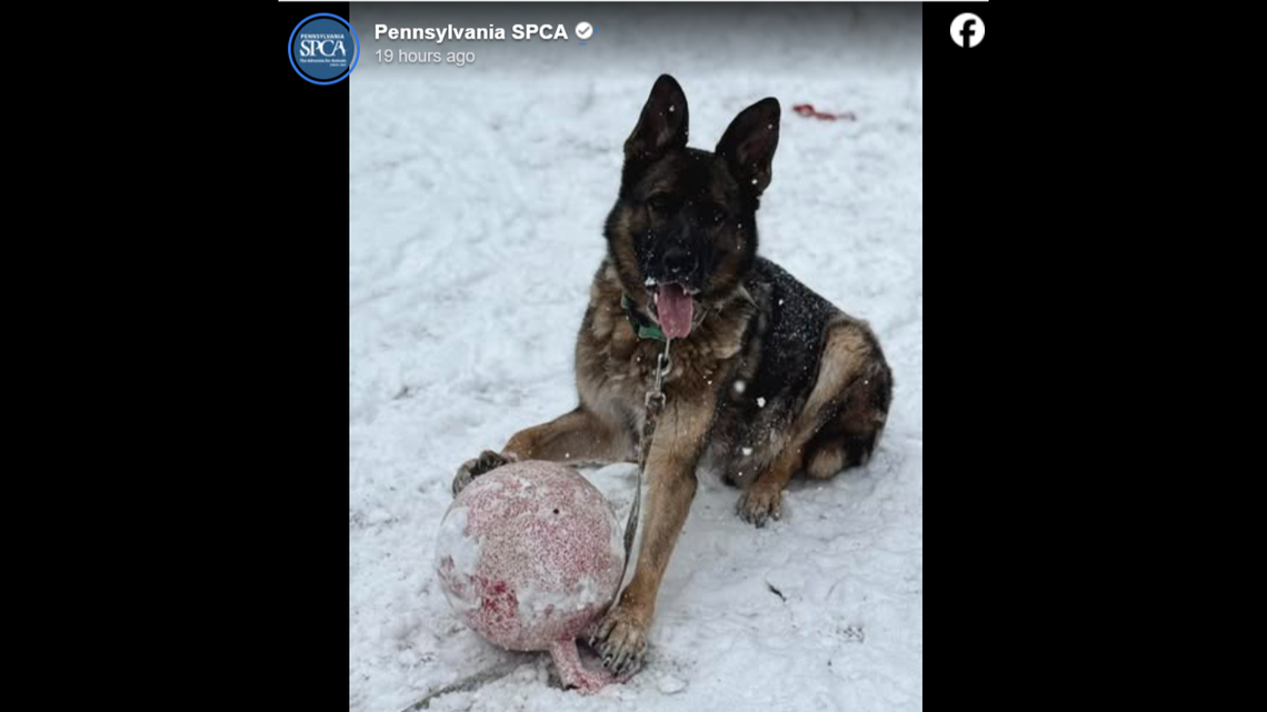 Ceaser, having a ball in the snow.