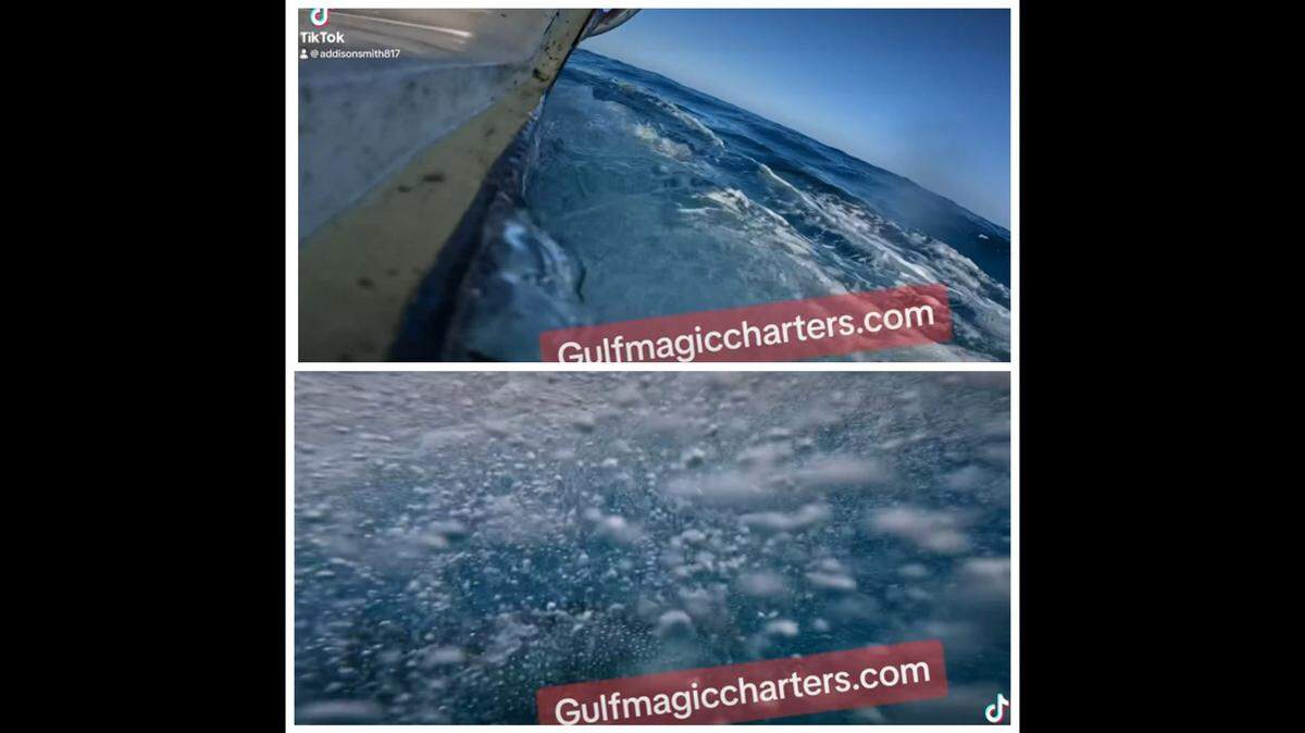 Boaters spotted massive sea creature swimming in the Texas Gulf, so they jumped in the water for a closer look, video shows.