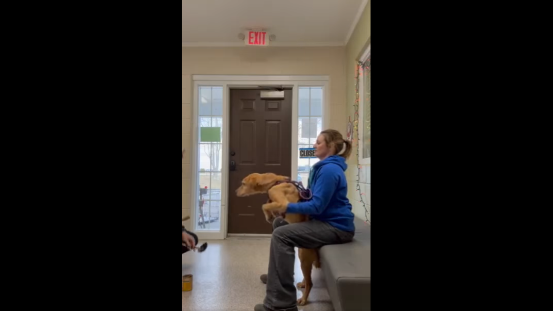 A member of the staff holding Hercules upright.