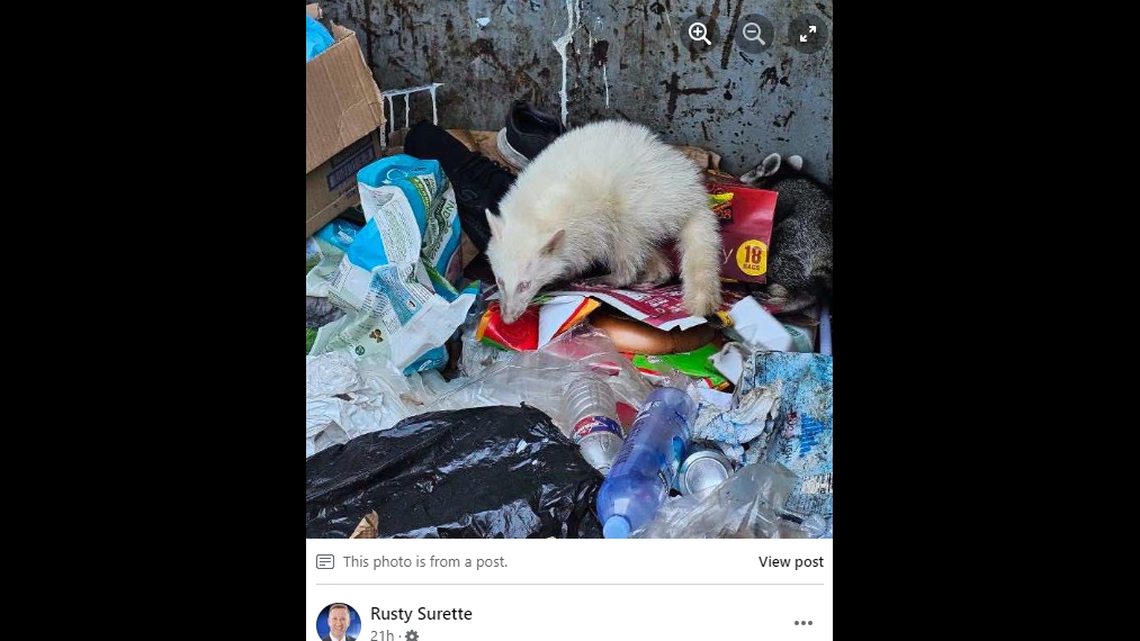 The albino raccoon was spotted dumpster diving at a car dealership in College Station, Texas.