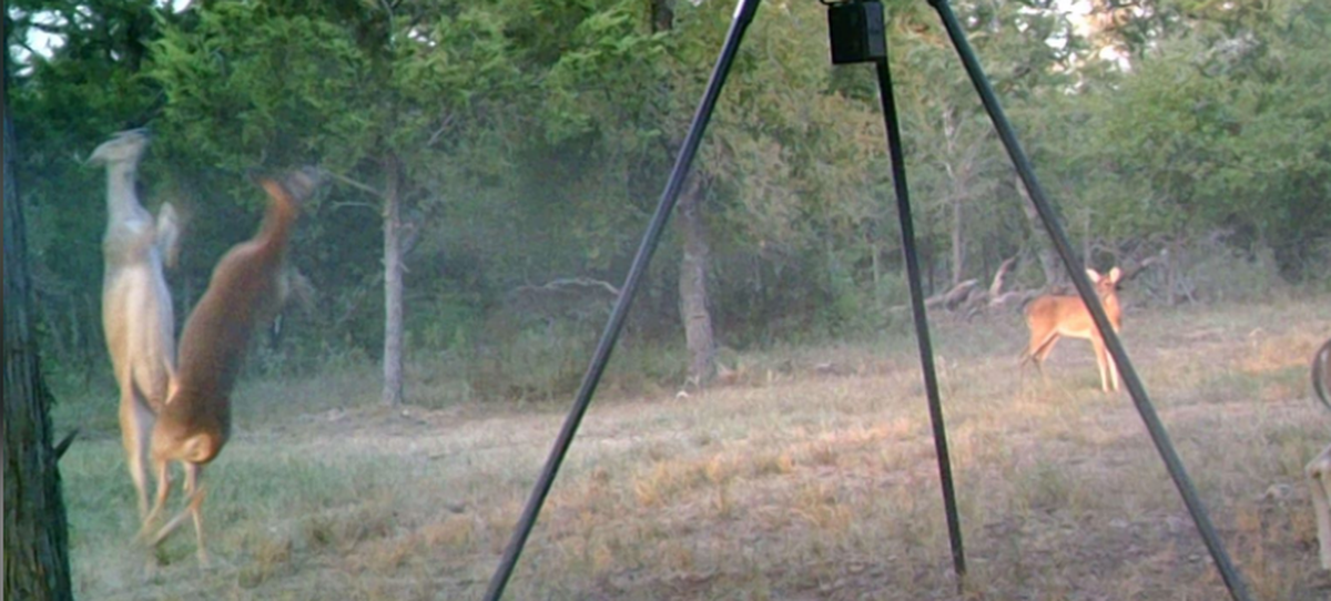 This wildlife camera photo shows a younger doe taking a tumble after being struck by the older female deer.