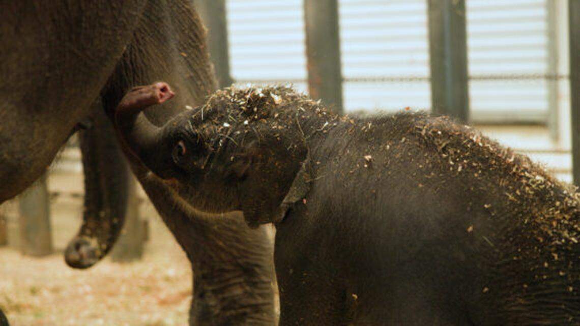 The baby Asian elephant will spend time bonding with mom and growing, according to the zoo.