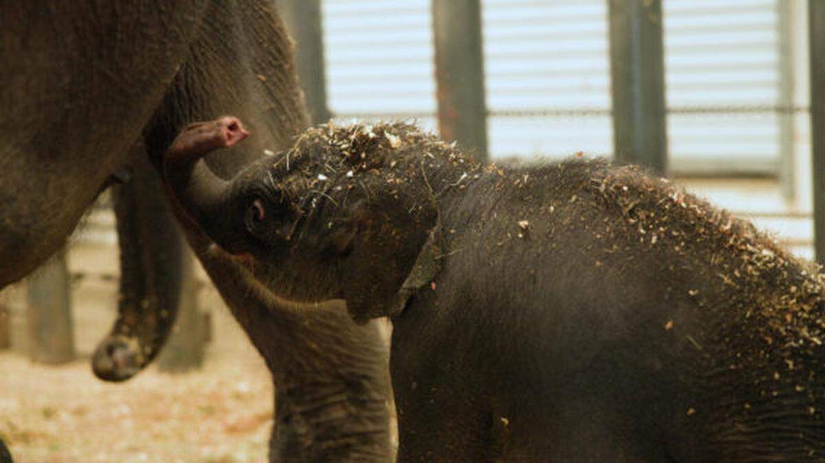 The baby Asian elephant will spend time bonding with mom and growing, according to the zoo.
