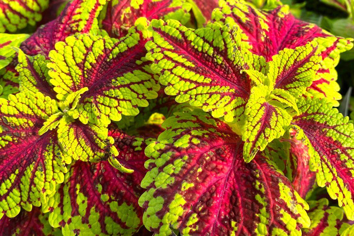 Coleus is a good option for warm-season color.