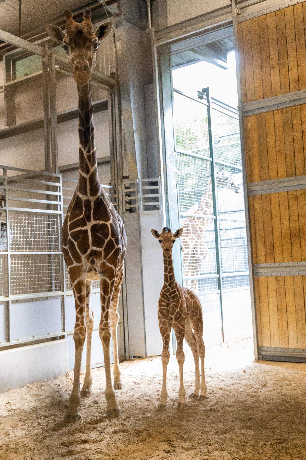 A baby giraffe with brown markings stands beside his mother in a barn.