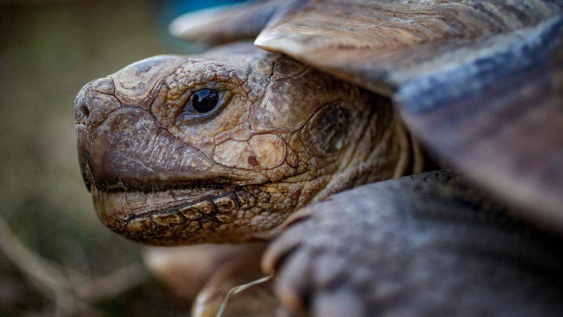 Sleep, stress out, have sex? What Fort Worth zoo animals may do during total solar eclipse