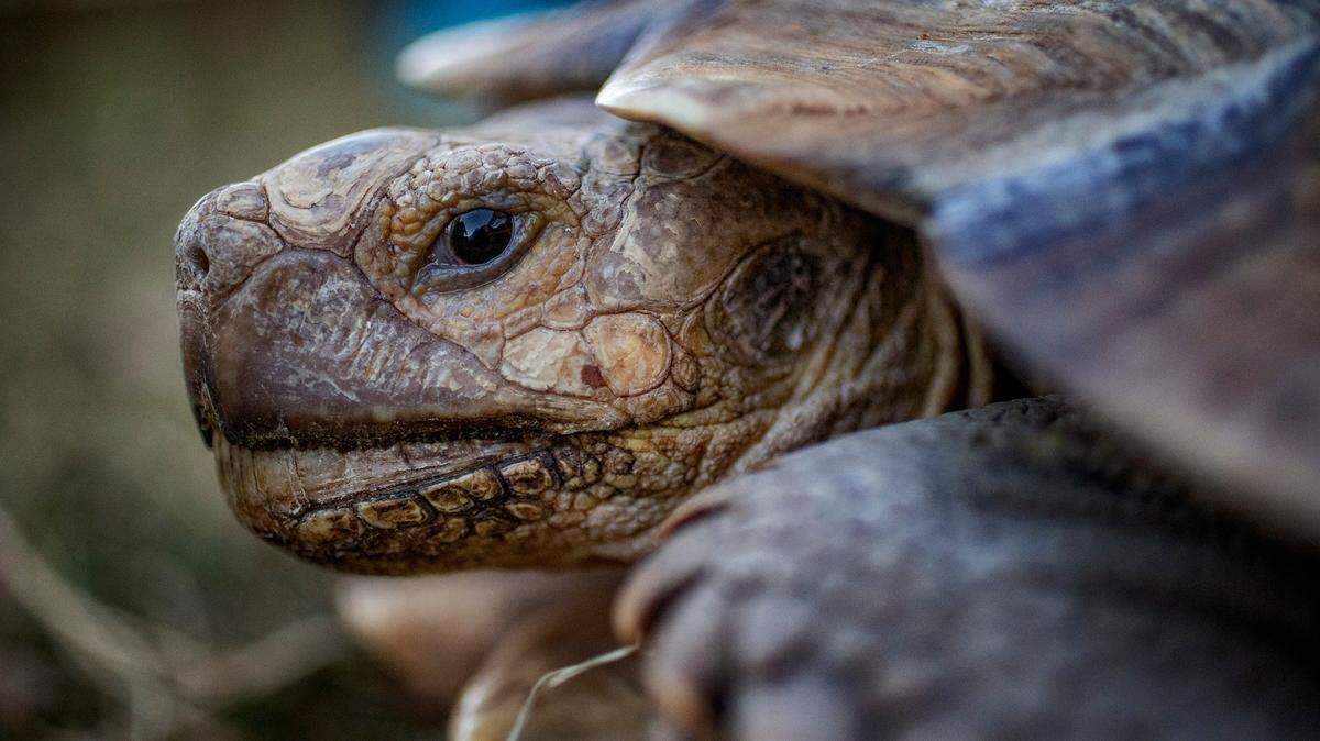 Sleep, stress out, have sex? What Fort Worth zoo animals may do during total solar eclipse