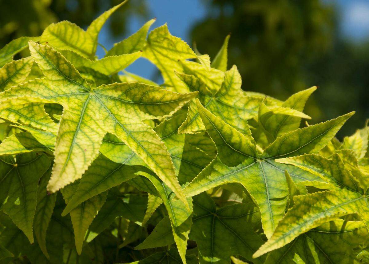Because of iron deficiency, sweet gums are not to be good tree choices for Blackland soils.