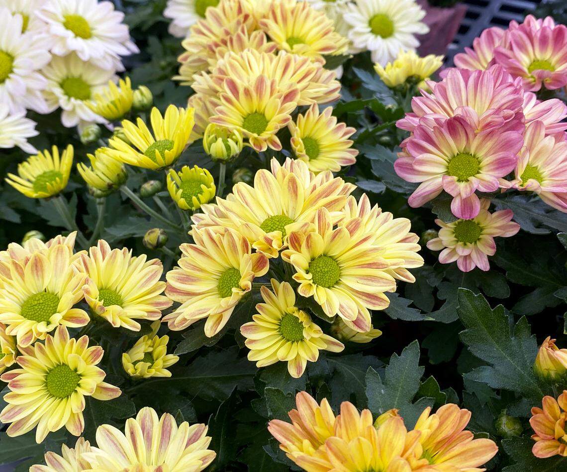 A nice mix of small daisy mums.