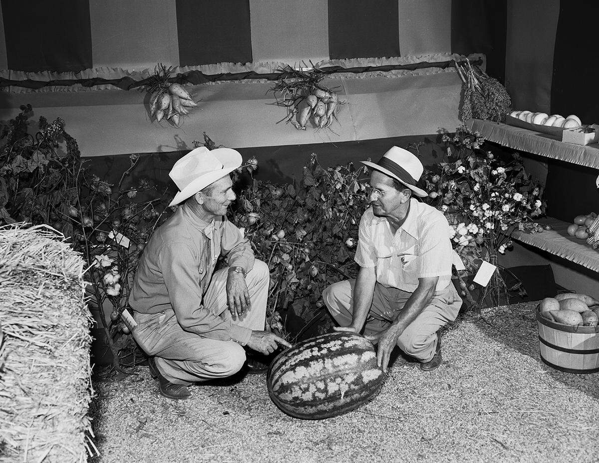 Sept. 10, 1953: R.E. McGowan, left, and R. L. Fitzgerald of the Keller Lions Club look at a prize Georgia Rattlesnake watermelon. The watermelon is part of the agricultural exhibit at the Keller Fair.