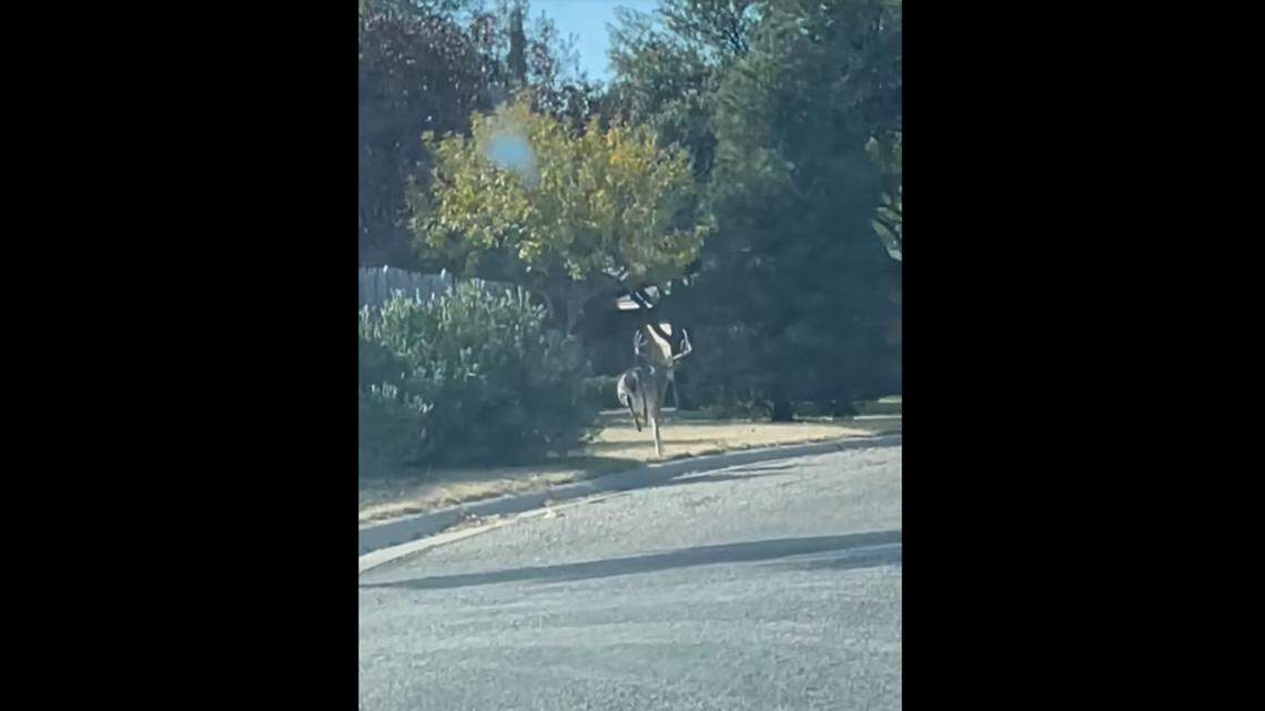 A large buck roams the suburbs of San Angelo, Texas.