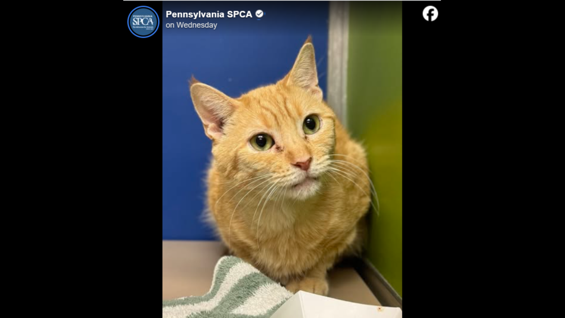 Even the grumpiest of cats need love.