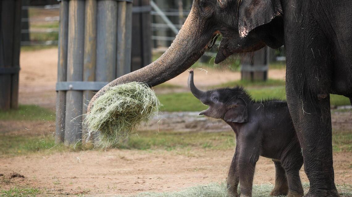 It’s a boy! Fort Worth Zoo’s elephant herd grows to eight with birth of baby Brazos