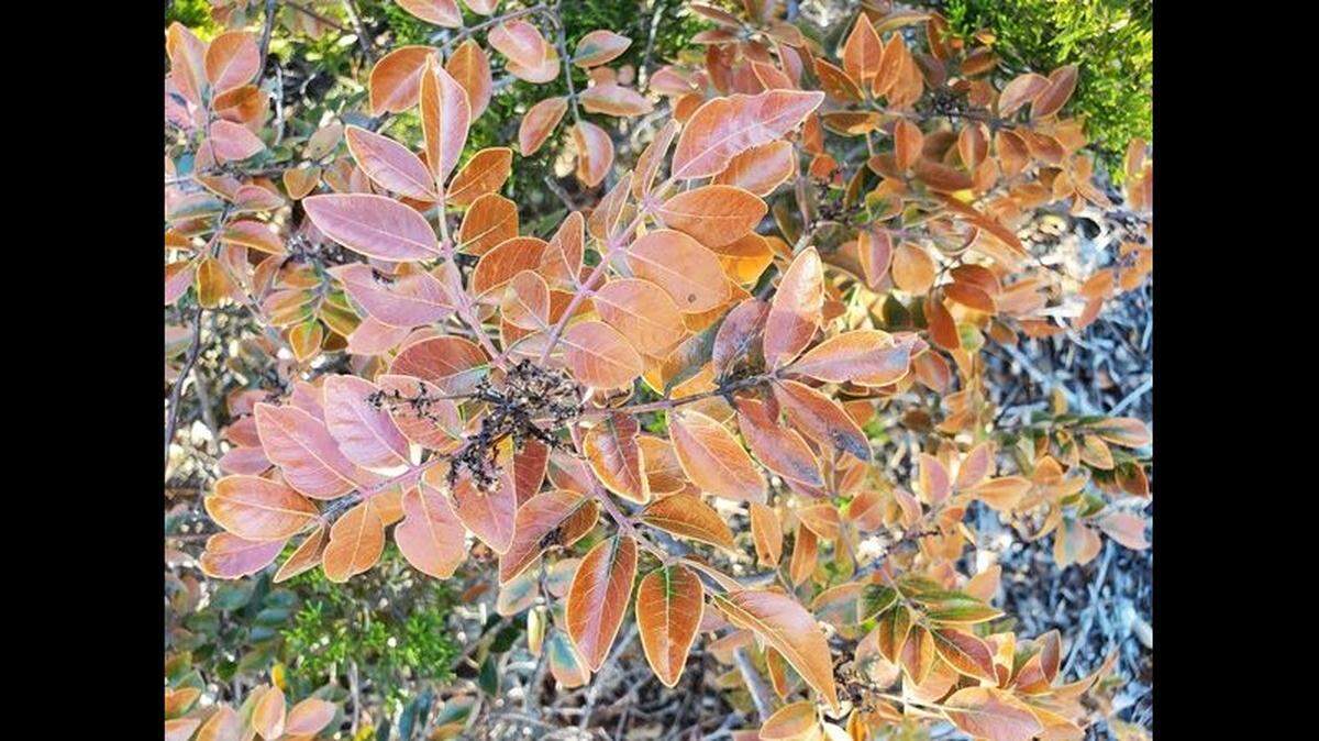 The extreme cold that hit Texas will caused a die off of plants that typically survive winter, experts say. Evergreens will turn brown and leaves will fall.