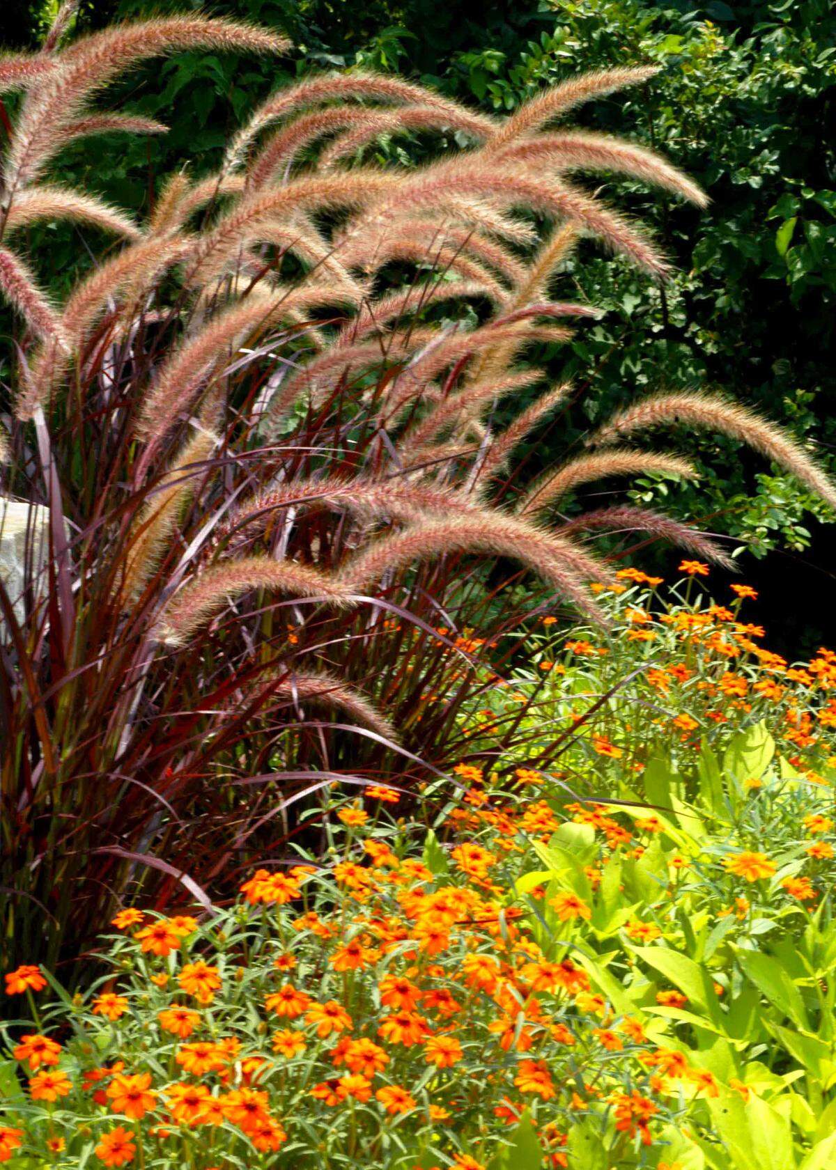 Purple fountaingrass and Zinnia linearis.