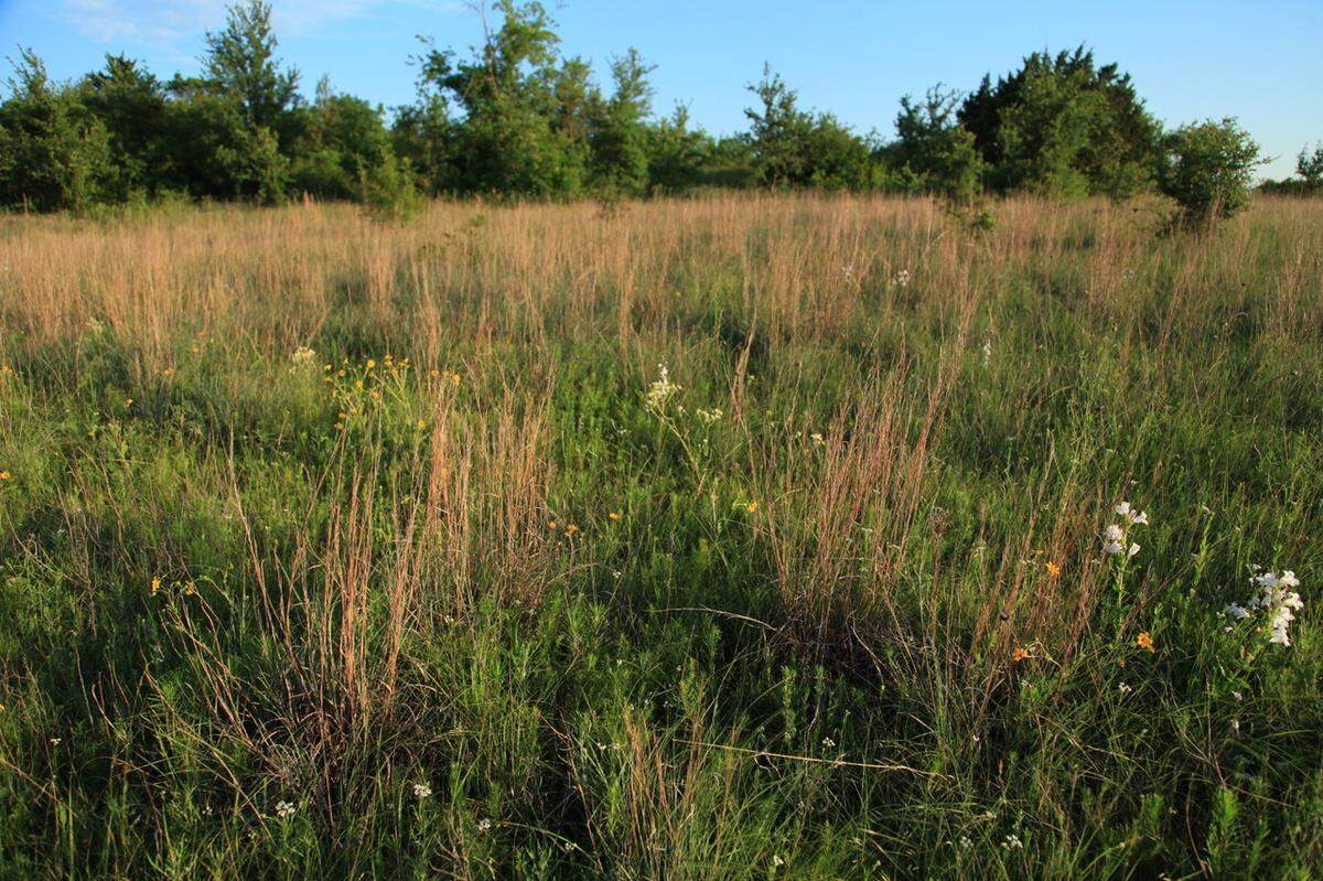 Rusty little bluestem seedstalks assert their dominance of the Fort Worth Prairie.