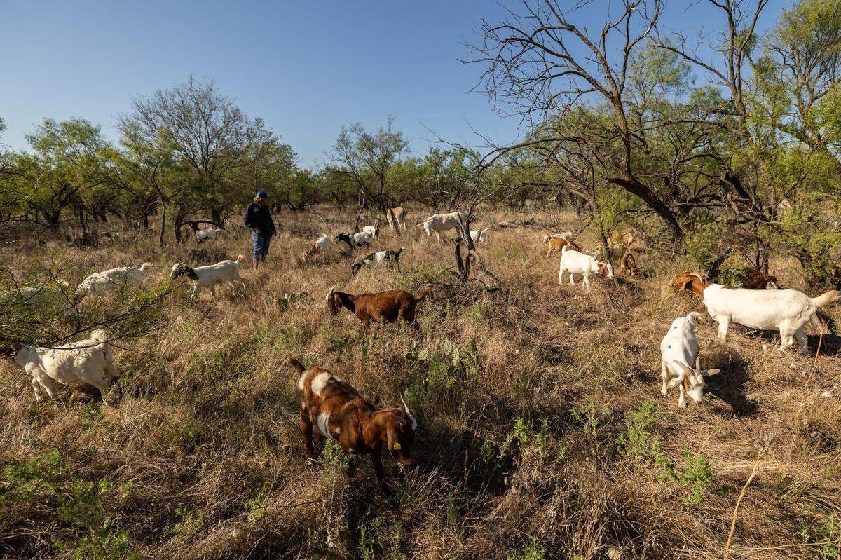 A herd of goats begins to clear a patch of land in Jacksboro in September.
