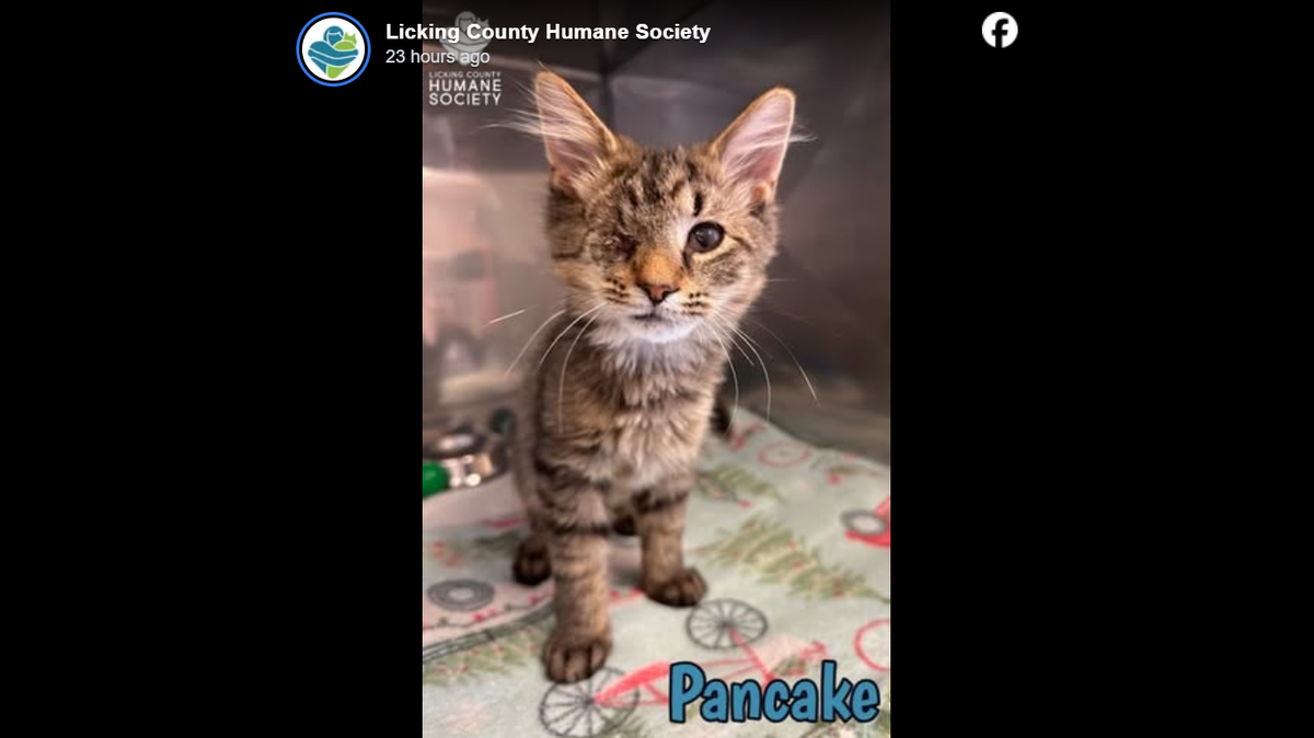 Pancake, lover of cuddles