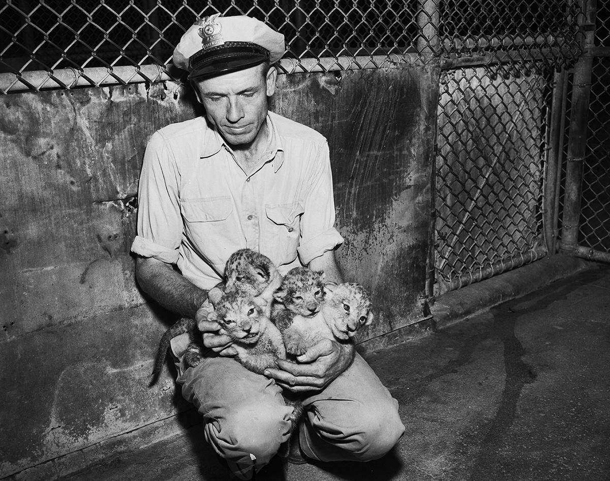 1951: Lion-keeper Acy B. Smith juggles four cubs born to Rosy at Forest Park Zoo.