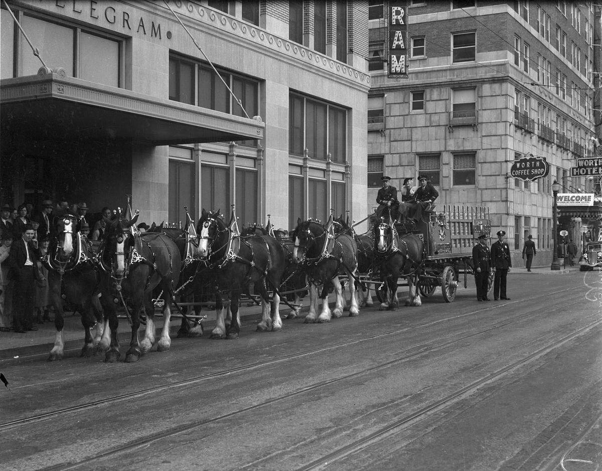 March 20, 1935: Southwestern Exposition and Fat Stock Show, featuring eight-horse team of Clydesdales, advertising Anheuser-Busch Inc.’s Budweiser beer. Posed in front of the Fort Worth Star-Telegram building on Seventh Street.