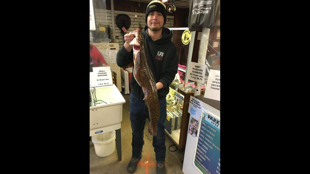 Luc van Brenk caught a record-breaking burbot weighing 9 lbs., 10.9 oz. that was 32 1/2 inches long.