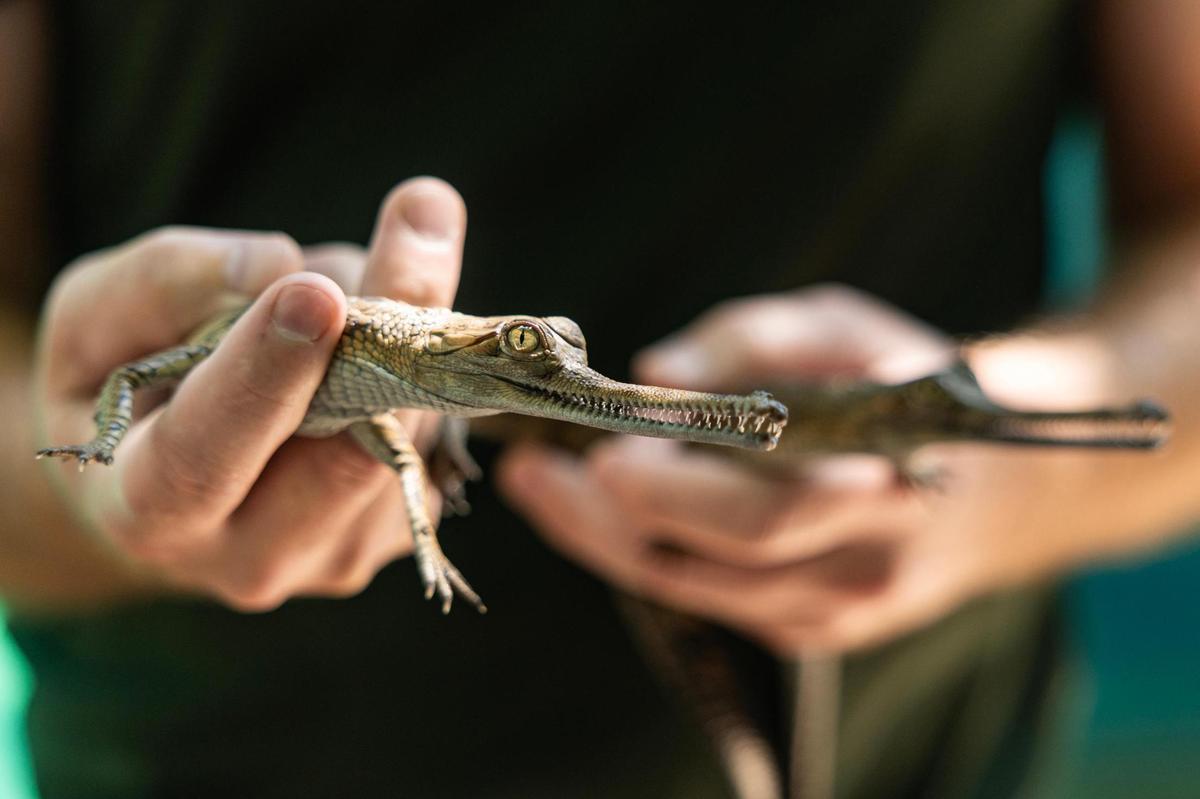 Two gharial hatchlings are revealed at the Fort Worth Zoo on Wednesday, July 9, 2025. This is the zoo’s third year in a row to successfully hatch gharial newborns, a critically endangered species.