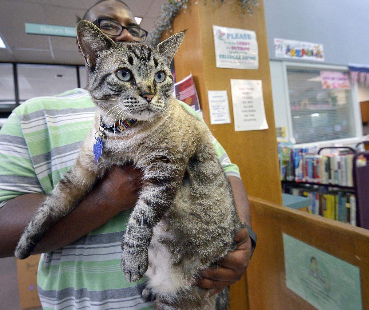 Issiah Wilson gives some love to Browser, the White Settlement library's cat in White Settlement, TX, Thursday, June 30, 2016.