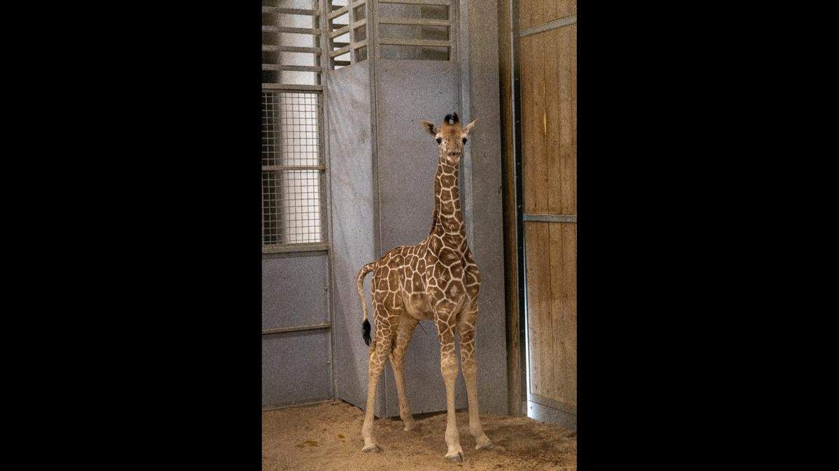 Sherlock was born Oct. 26, 2022, into the Fort Worth Zoo reticulated giraffe herd. He was almost 6 feet tall at birth.