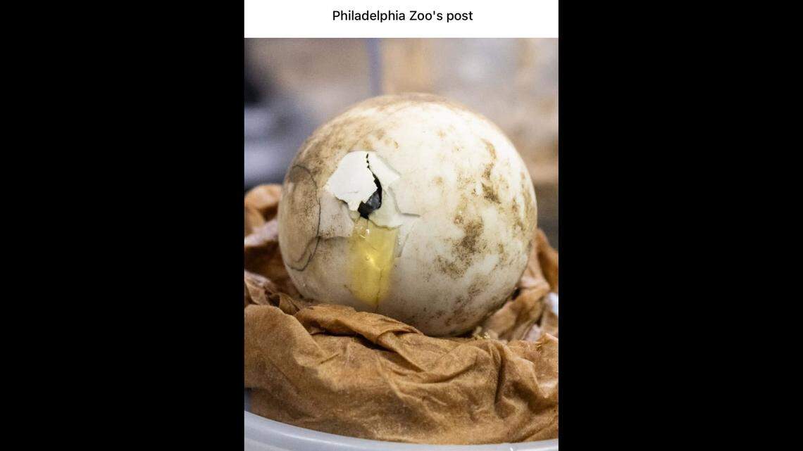 100-year-old creatures at PA zoo welcome 9 babies. See the couple’s rare brood