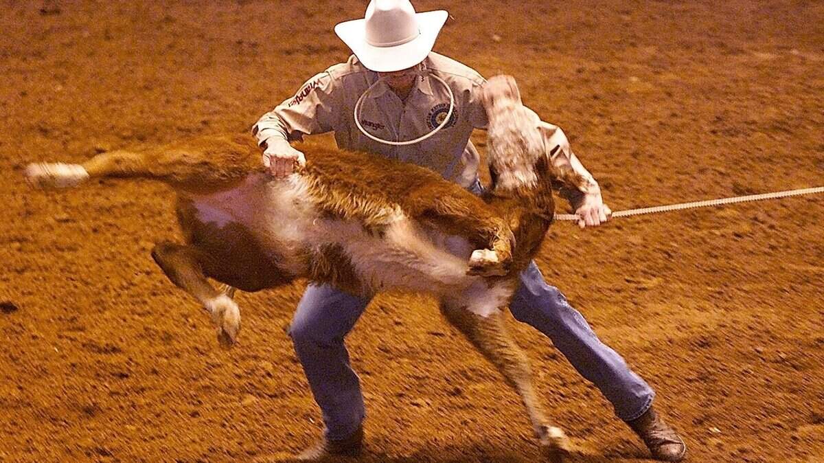 Roy Cooper throws a calf during the calf-roping competition in the Will Rogers Coliseum on Jan. 15, 2003.