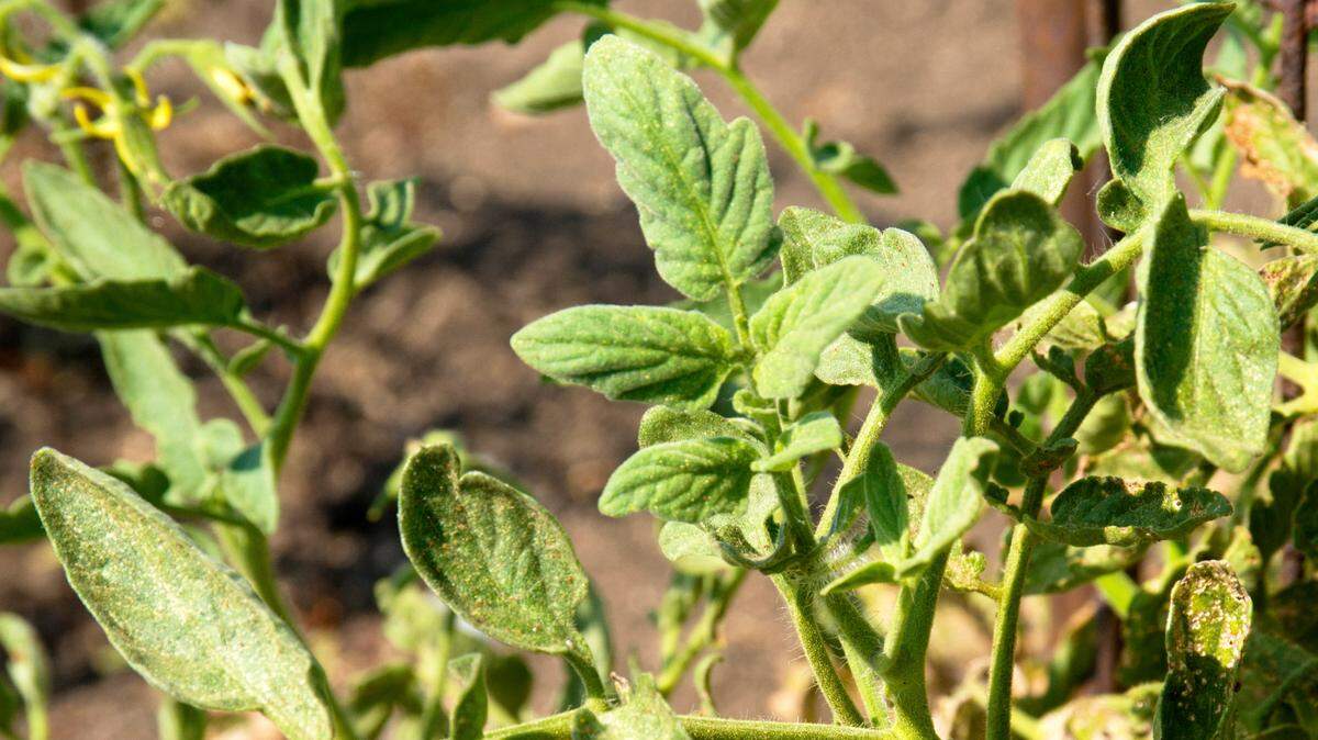 Spider mites have attacked these tomatoes, which result in tan mottling of the leaves as it works its way up the plants.