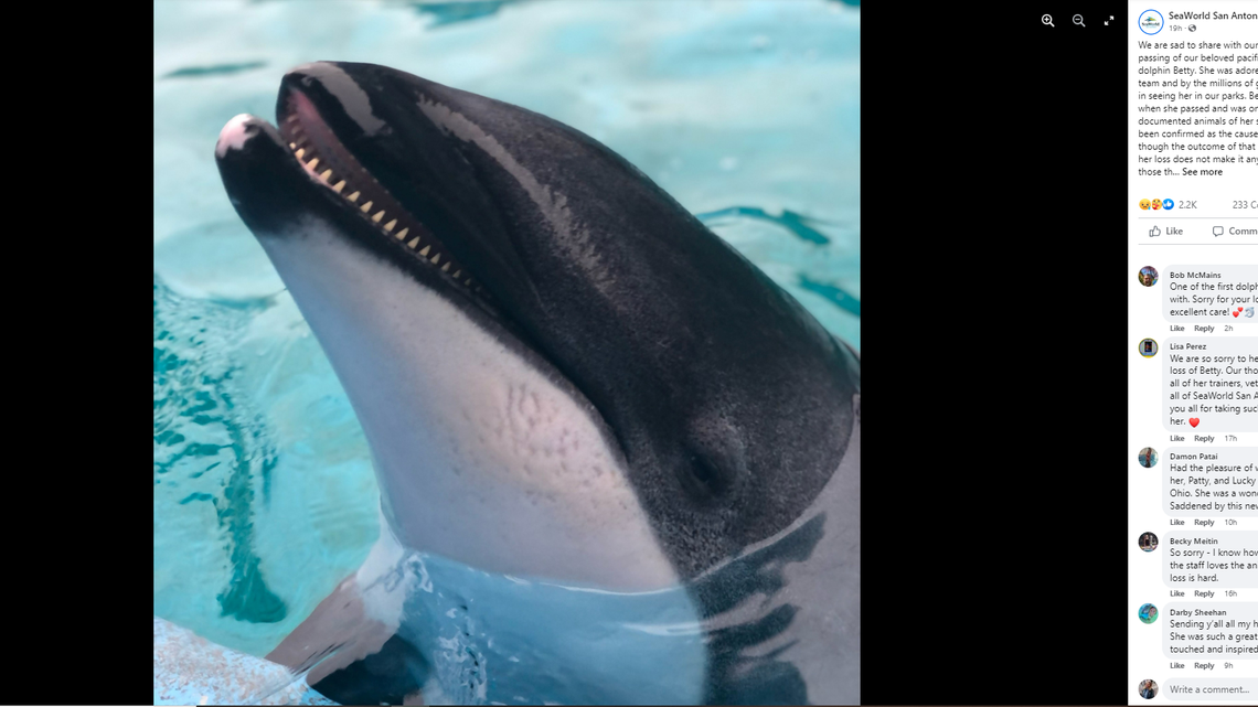 Betty, an “extraordinary” Pacific white-sided dolphin, died of cancer at SeaWorld San Antonio, the park said.