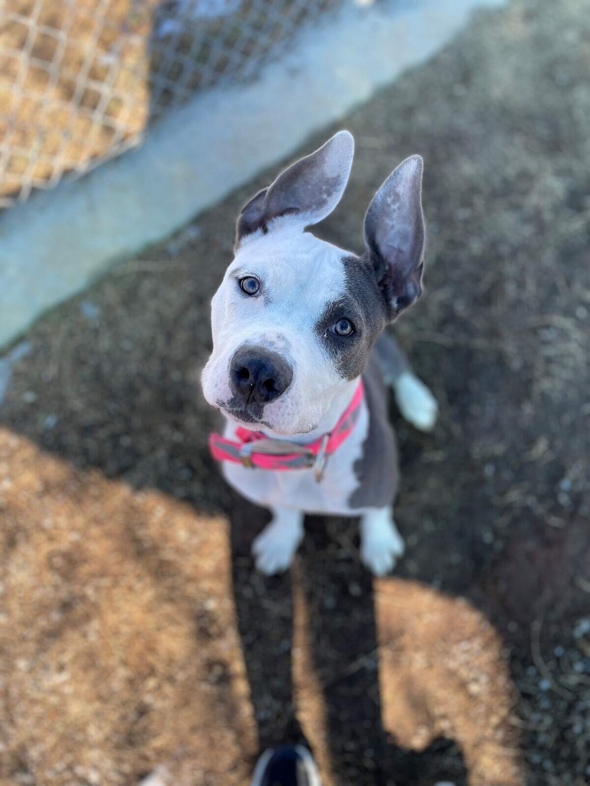 Precious (ID 49313816) is a 53 pound Terrier, American Pit Bull/Mix. She is the happiest girl and loves to do zoomies in the play yard. She’s easy to handle, friendly with other dogs and potty trained. Visit her at the Chuck & Brenda Silcox Animal Care & Adoption Center or apply at https://petango.com/Adoption-Application?animalId=49313816&shelterId=2323&_ga=2.210322197.1645105162.1644518016-1862292260.1644518016.