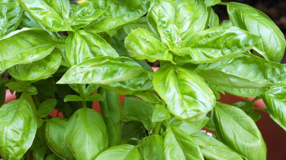 Time to think about your garden. Here are tips for success in North Texas