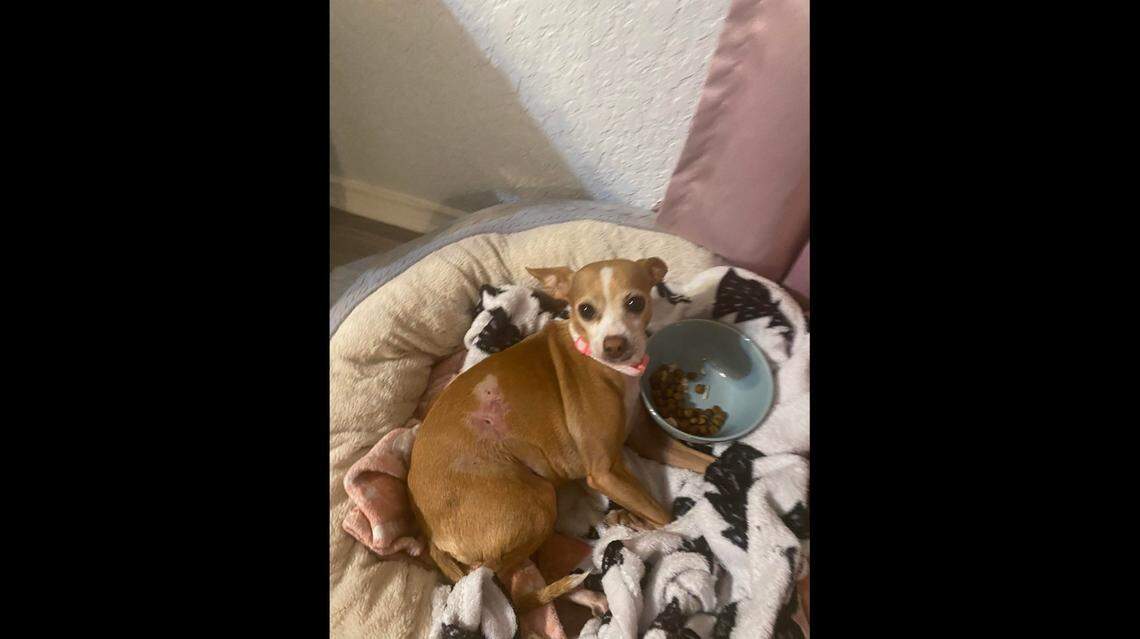 Mimi recovering at home, several days after being treated at an animal clinic in San Antonio, Texas.