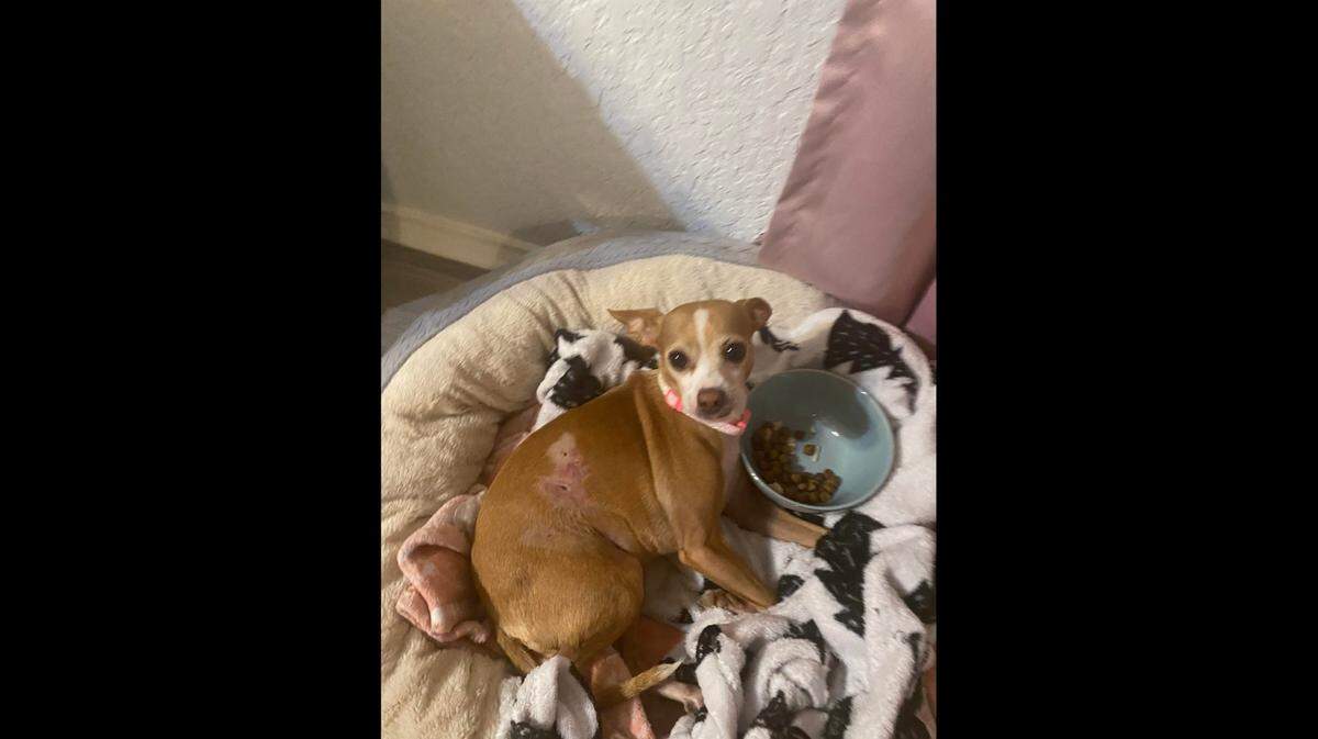 Mimi recovering at home, several days after being treated at an animal clinic in San Antonio, Texas.