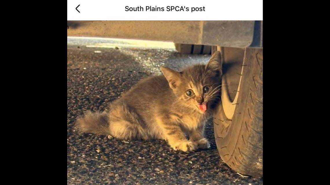 Stormy was found hiding under a truck at a Texas car dealership