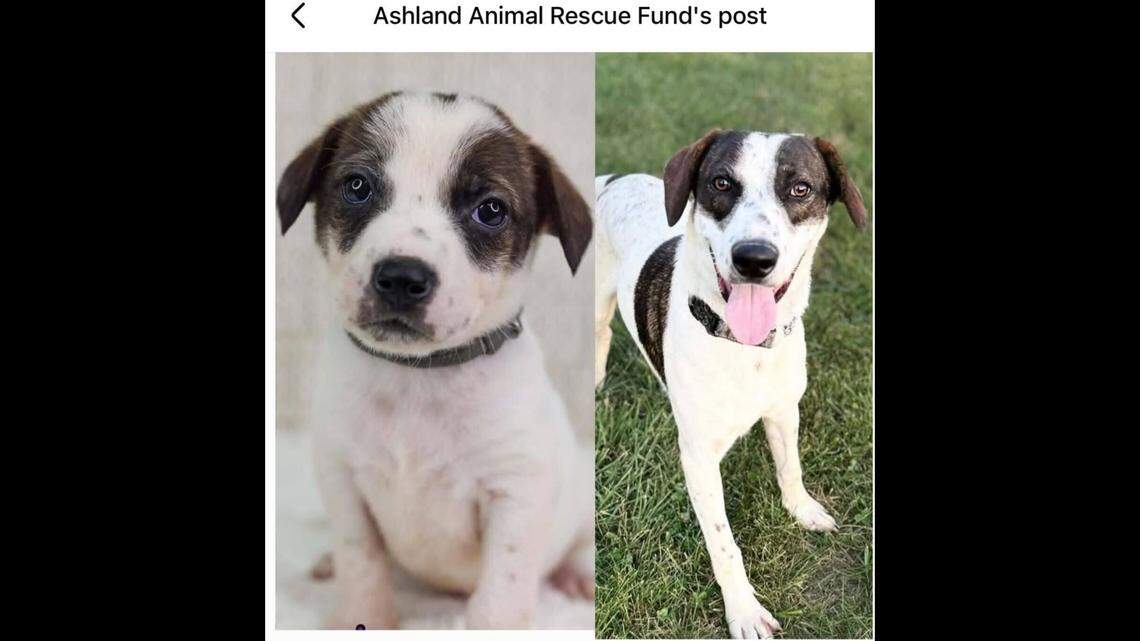 Monster has grown some since his puppy days.