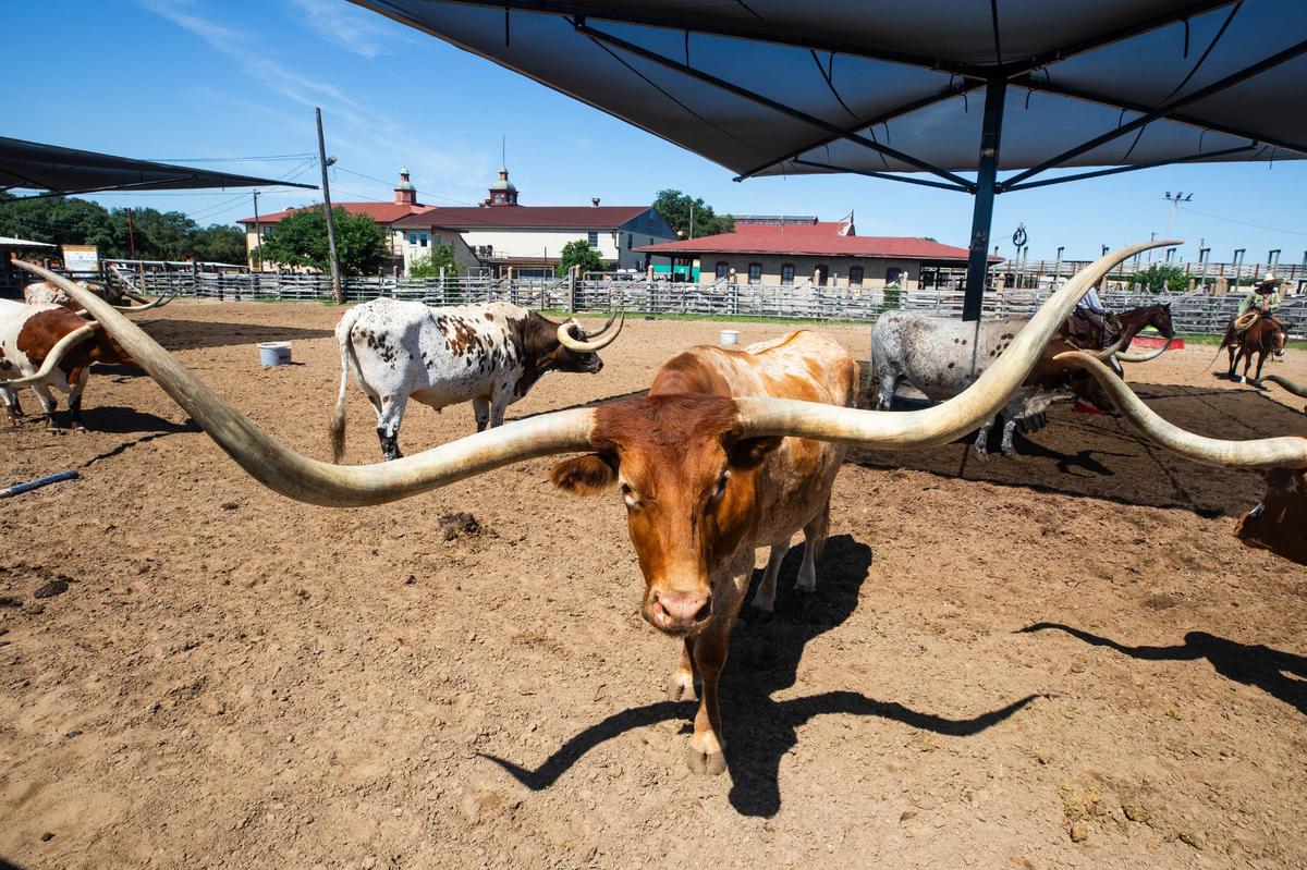 A Texas longhorn stands in a herding pen on Friday, June 7, 2024, at the Fort Worth Stockyards. Potential new development would allow more interactive spaces for visitors to see the animals.