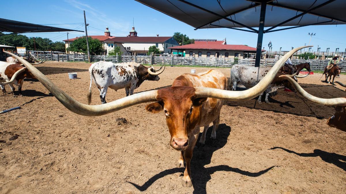 A Texas longhorn stands in a herding pen on Friday, June 7, 2024, at the Fort Worth Stockyards. Potential new development would allow more interactive spaces for visitors to see the animals.