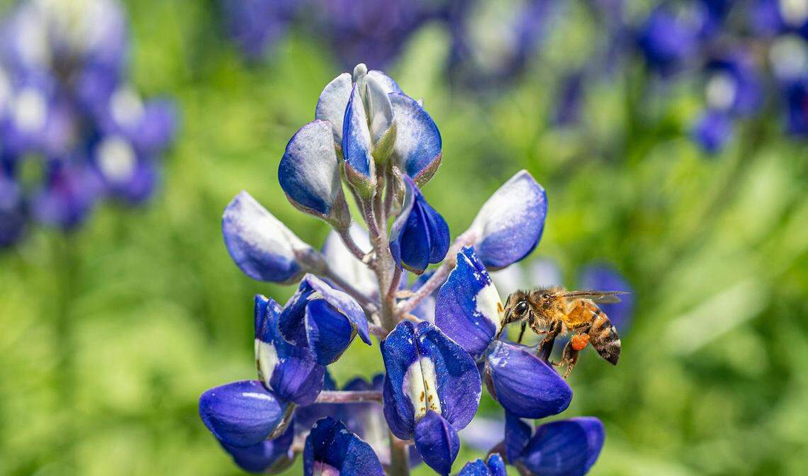 Bluebonnets are in bloom as a bee happily hopped from bloom to bloom gathering pollen.