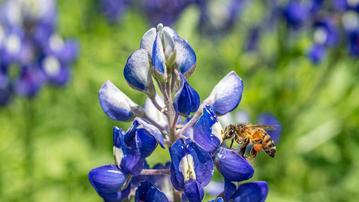 Bluebonnets are in bloom as a bee happily hopped from bloom to bloom gathering pollen.