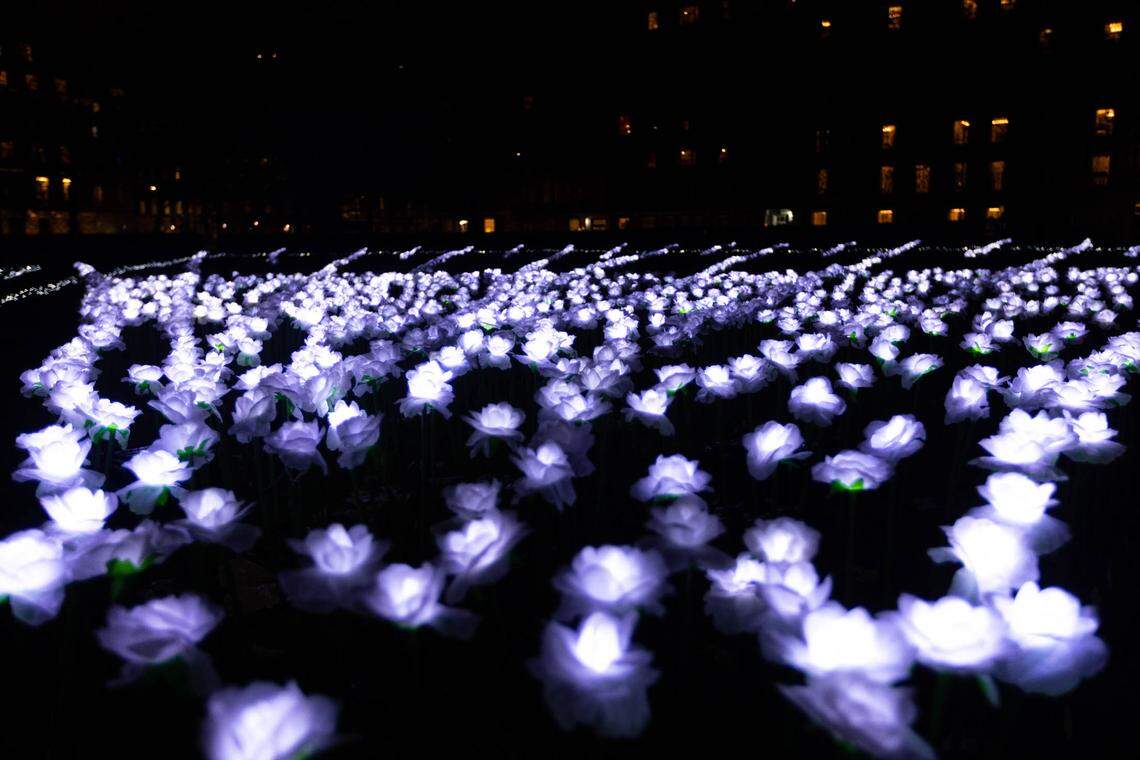 Hundreds of purple rose light installations are scattered across a dark grass field at night.