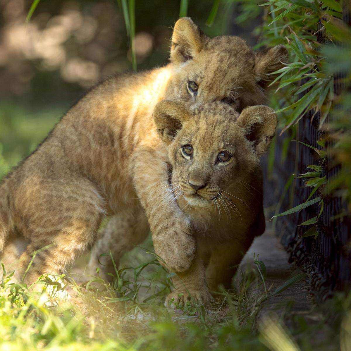 Siblings Tamu, left, and Imara play together at the Fort Worth Zoo. The lion cubs were born on June 29, 2025.