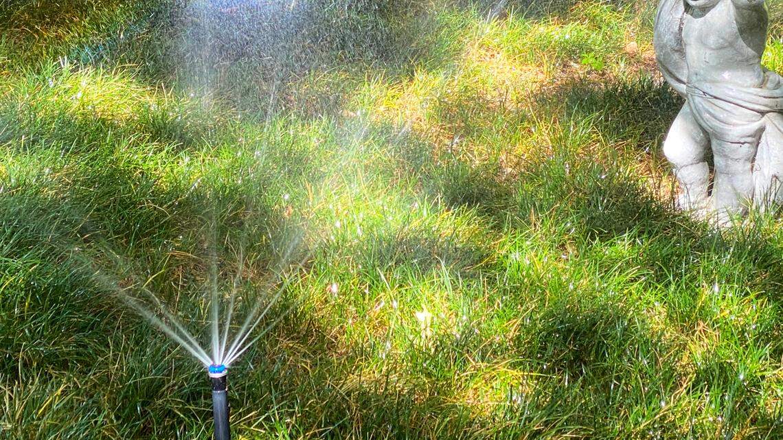 Mondograss sometimes turns brown in the summer heat, but they usually don’t have to be replaced and can be rescued with proper watering.