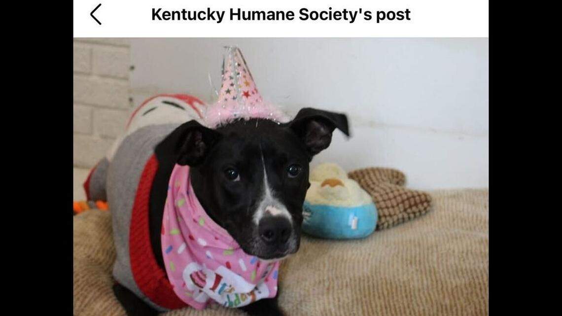 Ivory in her birthday hat.