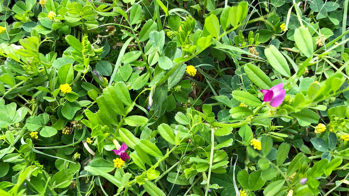 When it comes to lawn grass, be careful what you buy and be suspicious of extravagant claims