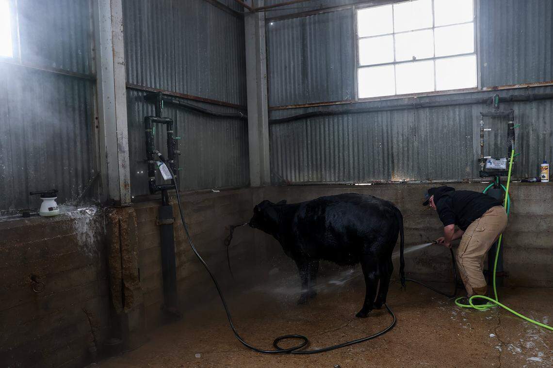 Cooper Walters, 17, washes off his Chianina with hot water while preparing to show at the Fort Worth Stock Show & Rodeo on Sunday, Jan. 25, 2026.